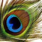 इसे रखे तिजोरी में नहीं होगी कभी धन की कमी Never put it in the safe will not be short of money