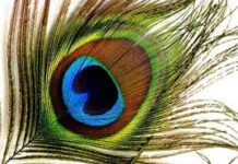 इसे रखे तिजोरी में नहीं होगी कभी धन की कमी Never put it in the safe will not be short of money