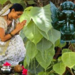 भाग्य अच्छा चाहिए तो पीपल से करे वास्तु टिप्स भाग्य-अच्छा-चाहिए-तो-पीपल