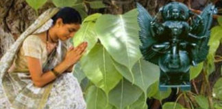 भाग्य-अच्छा-चाहिए-तो-पीपल