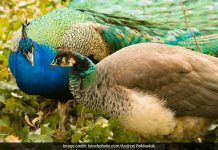 मोर पर हाई कोर्ट के जज के विचार हमारे समाज की रूढ़िवादी सोच भी दिखाते हैं. The views of the High Court judge on Peacock also show our society's conservative thinking.