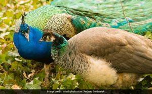 The views of the High Court judge on Peacock also show our society's conservative thinking.