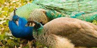 मोर पर हाई कोर्ट के जज के विचार हमारे समाज की रूढ़िवादी सोच भी दिखाते हैं. The views of the High Court judge on Peacock also show our society's conservative thinking.