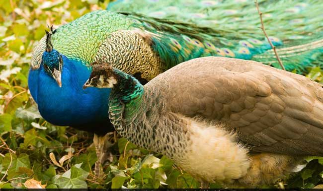 मोर पर हाई कोर्ट के जज के विचार हमारे समाज की रूढ़िवादी सोच भी दिखाते हैं. The views of the High Court judge on Peacock also show our society's conservative thinking.