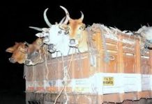 नरेन्द्र मोदी के नए केन्द्रीय मंत्री ने कहा की उनके राज्य में नहीं बैन होगा बीफ Modi's new Union Minister said beef will not be banned in his state