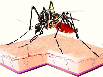 To avoid dengue mosquito keep your home clean