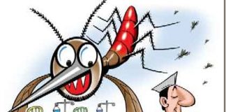 To avoid dengue mosquito keep your home clean