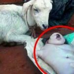 बकरी ने दिया इंसान के बच्चे को जन्म, बच्चे को देख लोगो के उड़ गए होश Goat gave birth to human baby