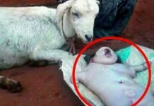 Goat gave birth to human baby