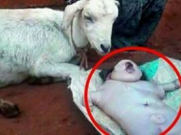 Goat gave birth to human baby