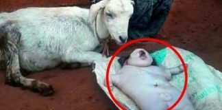 Goat gave birth to human baby