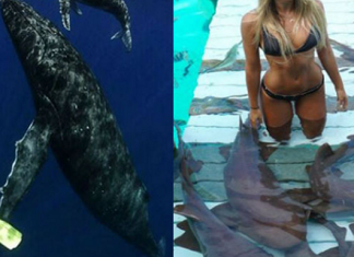 इस खूबसूरत लड़की को नहीं लगता किसी भी खतरनाक जीव से डर, खींचती है ऐसी फोटोज देखकर हो जाएंगे दंग….. This beautiful girl does not feel threatened by any dangerous creature