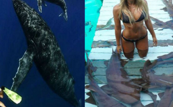 इस खूबसूरत लड़की को नहीं लगता किसी भी खतरनाक जीव से डर, खींचती है ऐसी फोटोज देखकर हो जाएंगे दंग….. This beautiful girl does not feel threatened by any dangerous creature